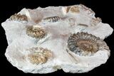 Gorgeous Androgynoceras Ammonite Cluster () - Germany #77958-2